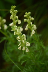 Pedicularis contorta