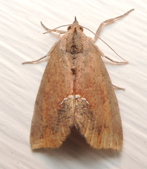 Hypsoropha hormos