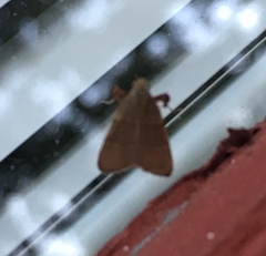 Basacallis tarachodes