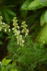 Pedicularis contorta
