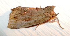 Hypsoropha hormos