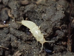 Nicoletiidae