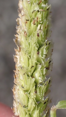 Image of Paspalum fimbriatum by (c) Thomas Irvine, some rights reserved (CC BY)