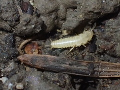 Nicoletiidae