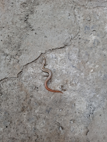Common Dotted Garden Skink