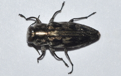 Chrysobothris acutipennis