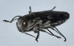 Chrysobothris acutipennis