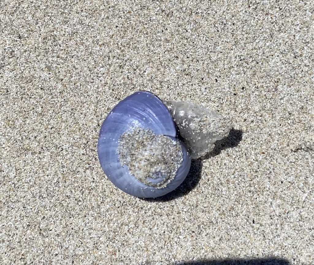 Violet Shellfish Violet Sea Snail from Fishery Bay, Sleaford, SA, AU on November 19 ...
