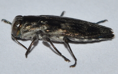 Chrysobothris acutipennis