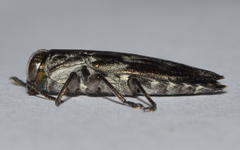 Chrysobothris acutipennis