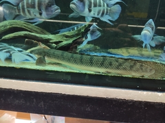 Mottled Bichir photo 2