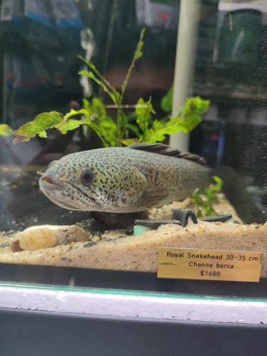 Barca-slangenkop (Channa barca) — Channidae — 2
