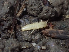 Nicoletiidae