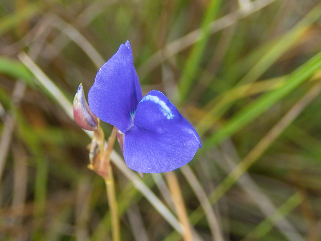 Utricularia delphinioides Thorel ex Pellegr. 3