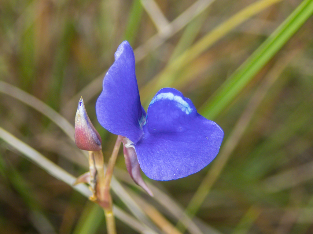Utricularia delphinioides Thorel ex Pellegr. 4