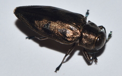 Actenodes undulatus
