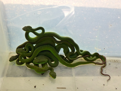 Trimeresurus insularis