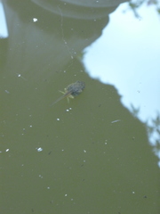 Pseudacris regilla