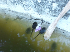 Pseudacris regilla