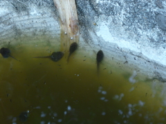 Pseudacris regilla