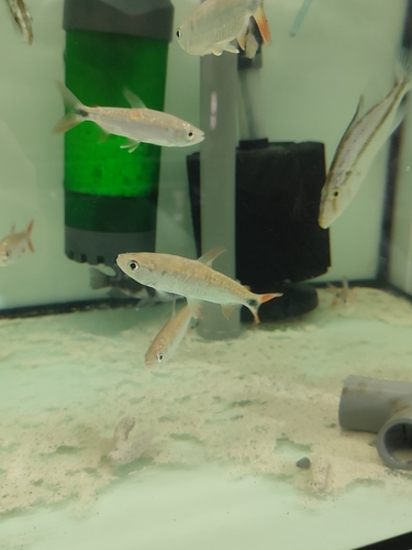Redfin robber (Brycinus affinis) — Alestidae — 4