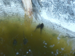 Pseudacris regilla