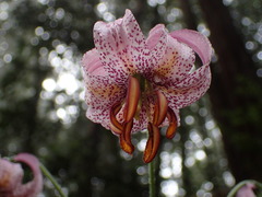 Lilium kelloggii