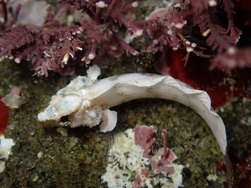 Reef finspot (Paraclinus integripinnis) — Labrisomidae