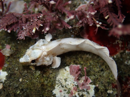 Reef finspot (Paraclinus integripinnis) — Labrisomidae
