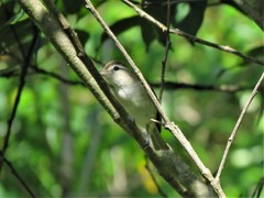 Vireo leucophrys