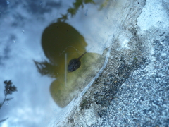 Pseudacris regilla