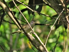 Vireo leucophrys