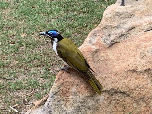 Blue-faced Honeyeater