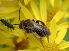 Macropis