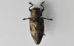 Actenodes undulatus