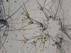 Cyperus grayi