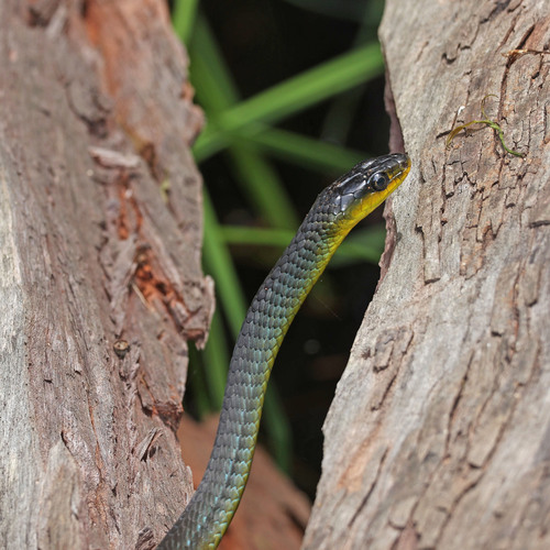 Common Tree Snake sighting