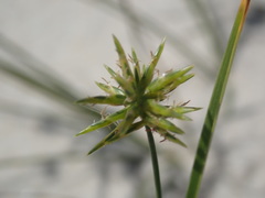 Cyperus grayi