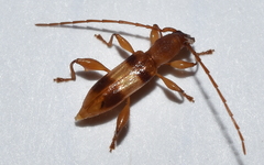 Plectromerus wappesi