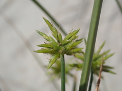 Cyperus grayi