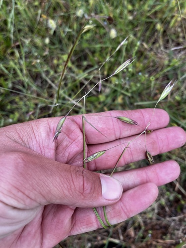 Image of Danthonia californica by (c) Mike Heine, some rights reserved (CC BY)