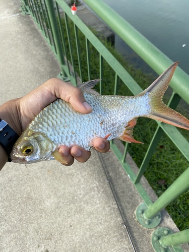 Tinfoil barb (Barbonymus schwanenfeldii) — Cyprinidae — 5