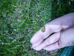 Pseudacris regilla