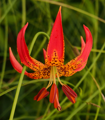 Lilium michiganense