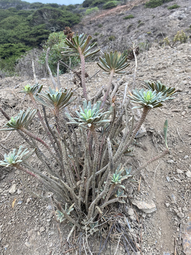 Euphorbia characias iNat (2)