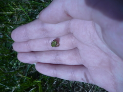 Pseudacris regilla