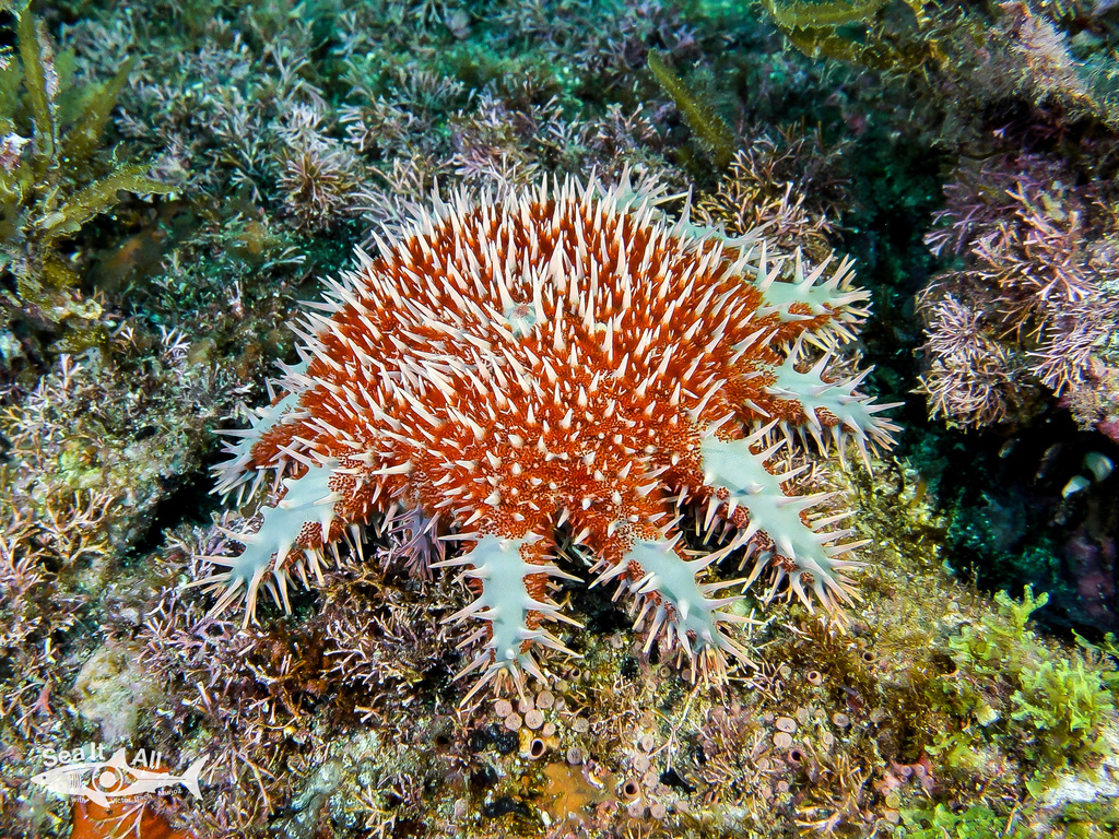 Acanthaster ellisii