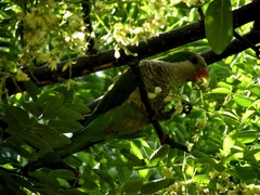 Myiopsitta monachus