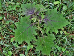 Solanum myriacanthum