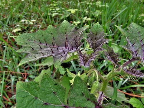Image of Solanum myriacanthum by (c) Annika Lindqvist, some rights reserved (CC BY)